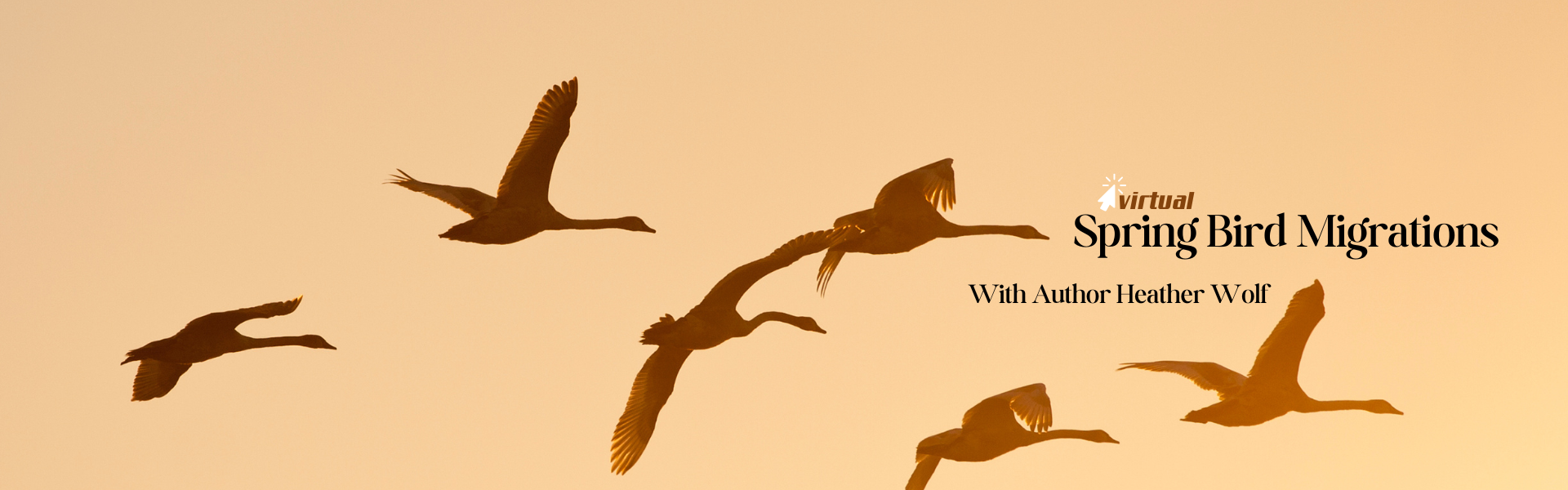 Bird Migration program